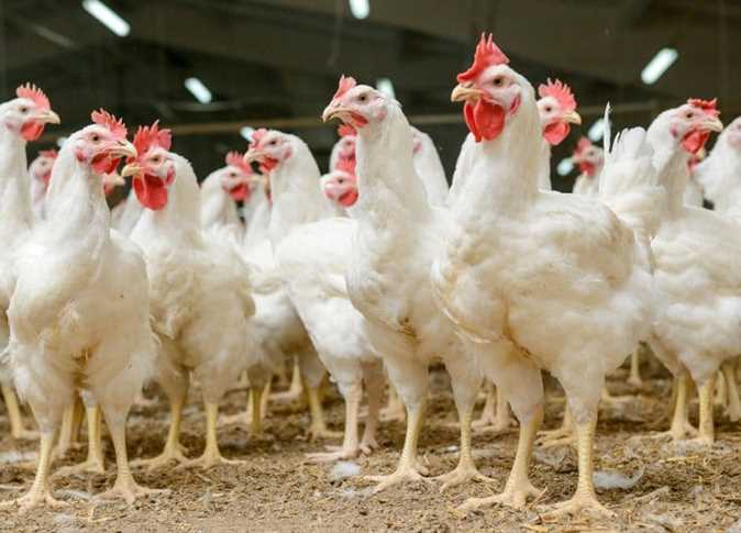 أسعار الفراخ والبيض اليوم في مصر.. ارتفاع نسبي في السوق والمحافظات