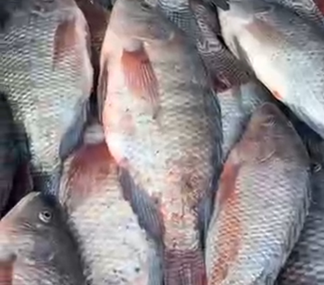 أسعار السمك اليوم السبت 6 ديسمبر.. البلطي تحت 80 جنيه والجمبري يطير..أعرف الأسعار