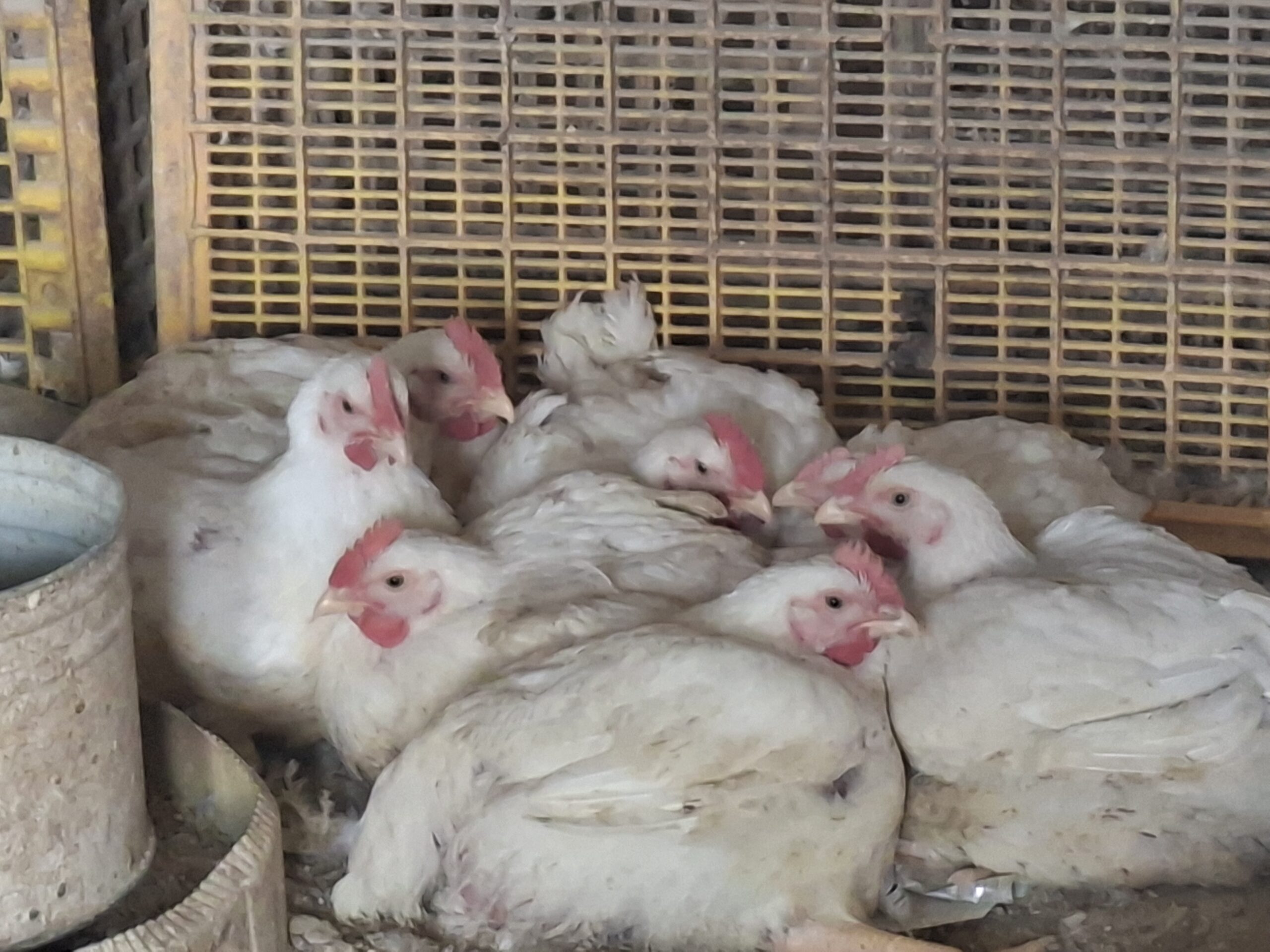 سعر الفراخ اليوم الأربعاء.. تراجع اسعار الفراخ البيضاء واستمرار ارتفاع البلدي