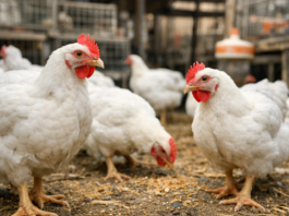 سعر الفراخ اليوم 30 مارس 2026.. مفاجأة في الأسعار والبانيه يسجل 200 جنيه