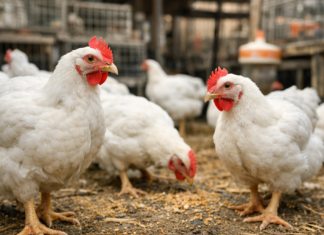 سعر الفراخ اليوم 30 مارس 2026.. مفاجأة في الأسعار والبانيه يسجل 200 جنيه