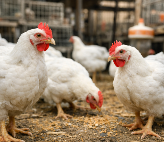 سعر الفراخ اليوم 30 مارس 2026.. مفاجأة في الأسعار والبانيه يسجل 200 جنيه