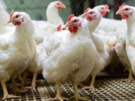 أسعار الفراخ اليوم الثلاثاء 14-4-2026 في مصر.. استقرار مستمر