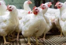 سعر الفراخ اليوم 4 أبريل 2026 في مصر.. مفاجأة هدوء السوق