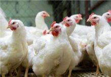 أسعار الدواجن اليوم بمصر.. انخفاض يصل إلى 30% وتوقعات بالاستقرار