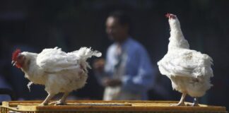 سعر الفراخ اليوم 27 أبريل.. البيضاء قرب 100 جنيه وتراجع الساسو