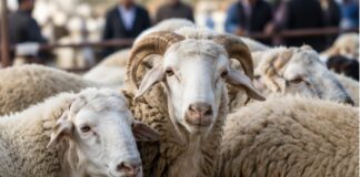 الخروف وصل كام؟.. أسعار الأضاحي 2026 قبل عيد الأضحى والعجل يقترب من 120 ألف جنيه