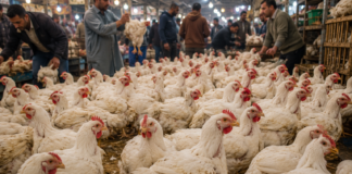 سعر الفراخ اليوم الأربعاء 24 يونيو 2026 بعد انخفاض 4 جنيهات للمستهلك