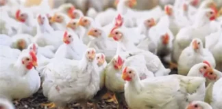 انخفاض جديد بأسعار الفراخ اليوم الأحد.. البيضاء تبدأ من 68 جنيهًا